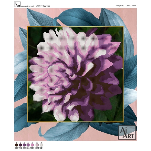 Floare Gheorghină АА3-0019